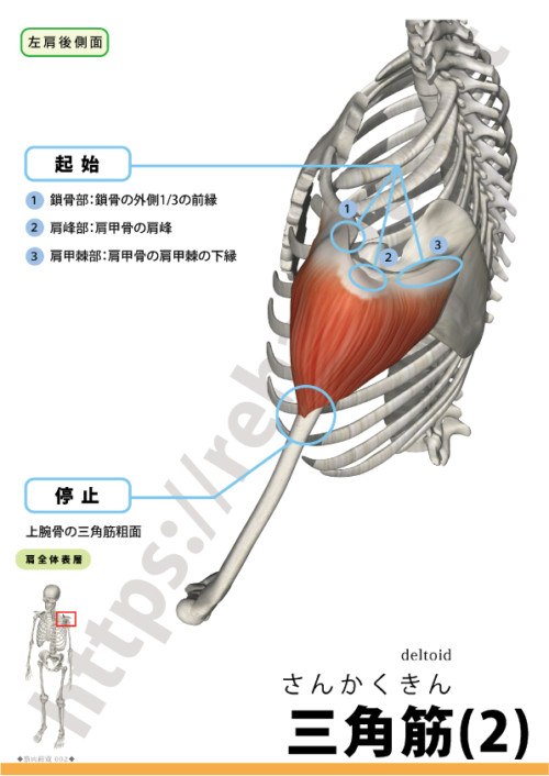 三角筋の起始停止２