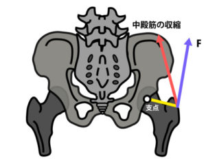 中殿筋とテコの原理２