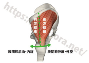 中殿筋の前方線維と後方線維