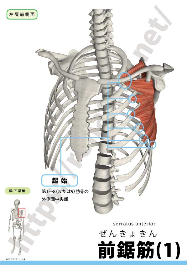 前鋸筋の起始停止
