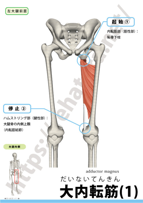大内転筋の起始停止