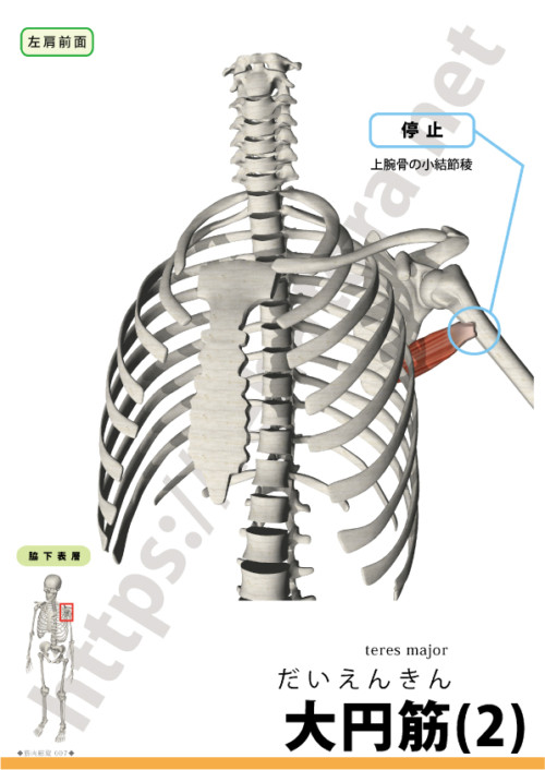 大円筋の起始停止２