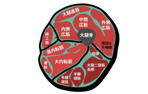 大腿中央の断面図｜ハムストリング
