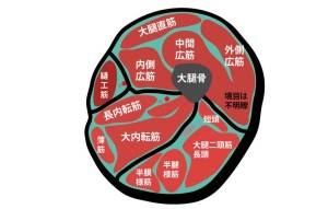 大腿中央の断面図｜内側広筋
