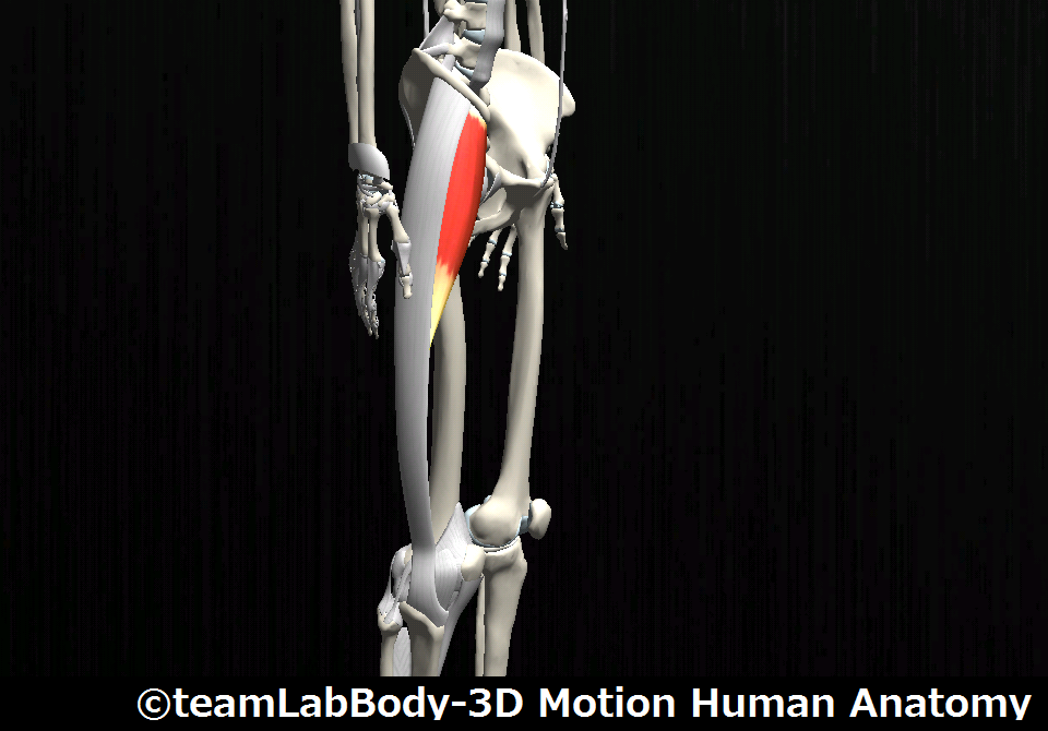 大腿筋膜張筋｜側面