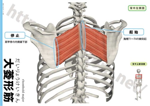 大菱形筋の起始停止