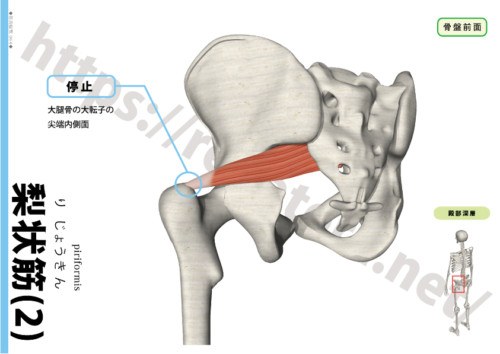梨状筋の起始停止２