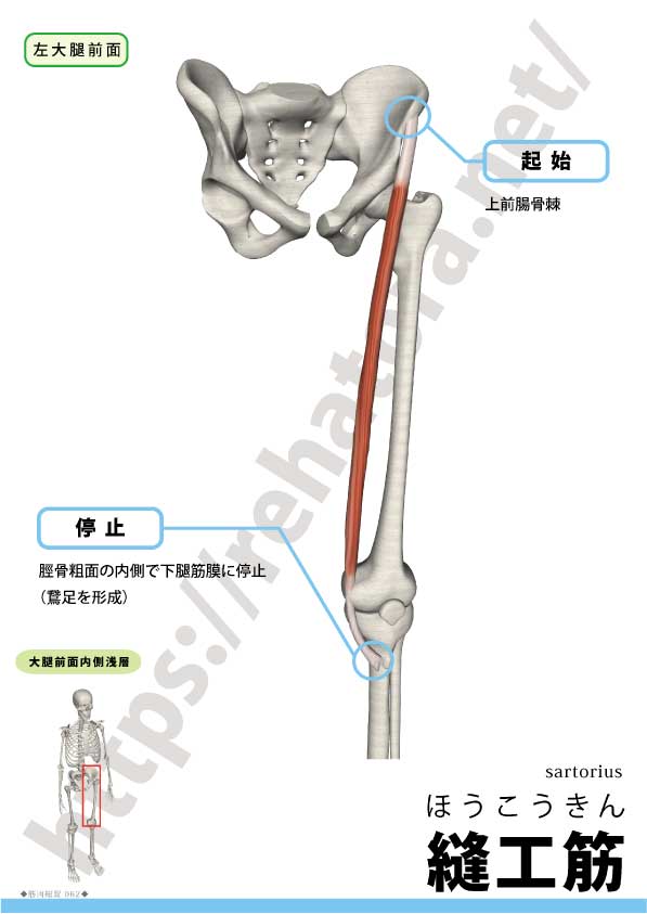 縫工筋の起始停止