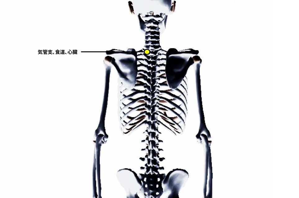 チャップマンの反射点治療｜内蔵マニピュレーション｜心臓