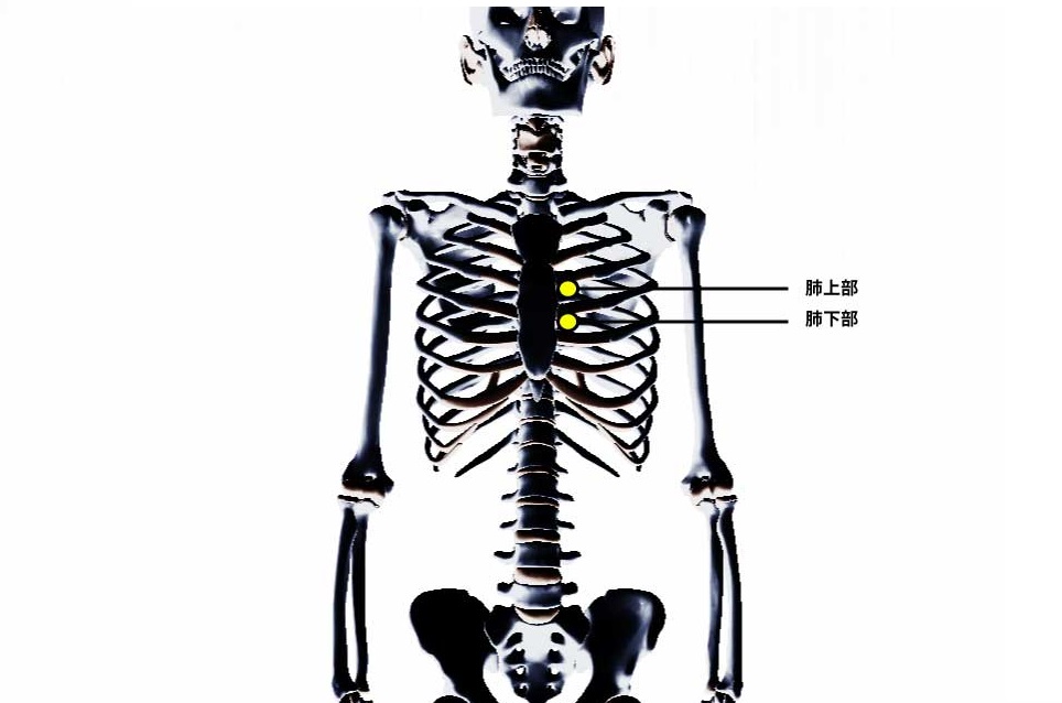 チャップマンの反射点治療｜内蔵マニピュレーション｜肺