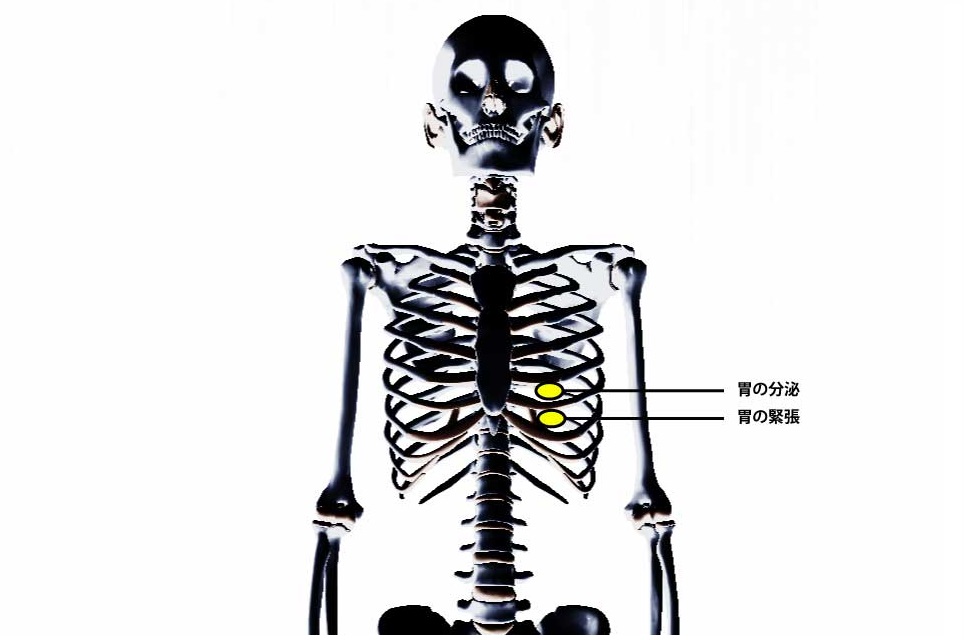 チャップマンの反射点治療｜内蔵マニピュレーション｜胃