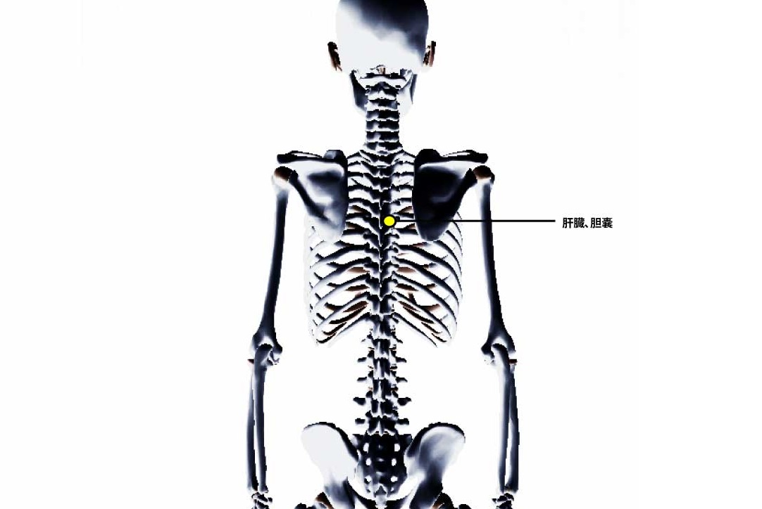 チャップマンの反射点治療｜内蔵マニピュレーション｜胆嚢