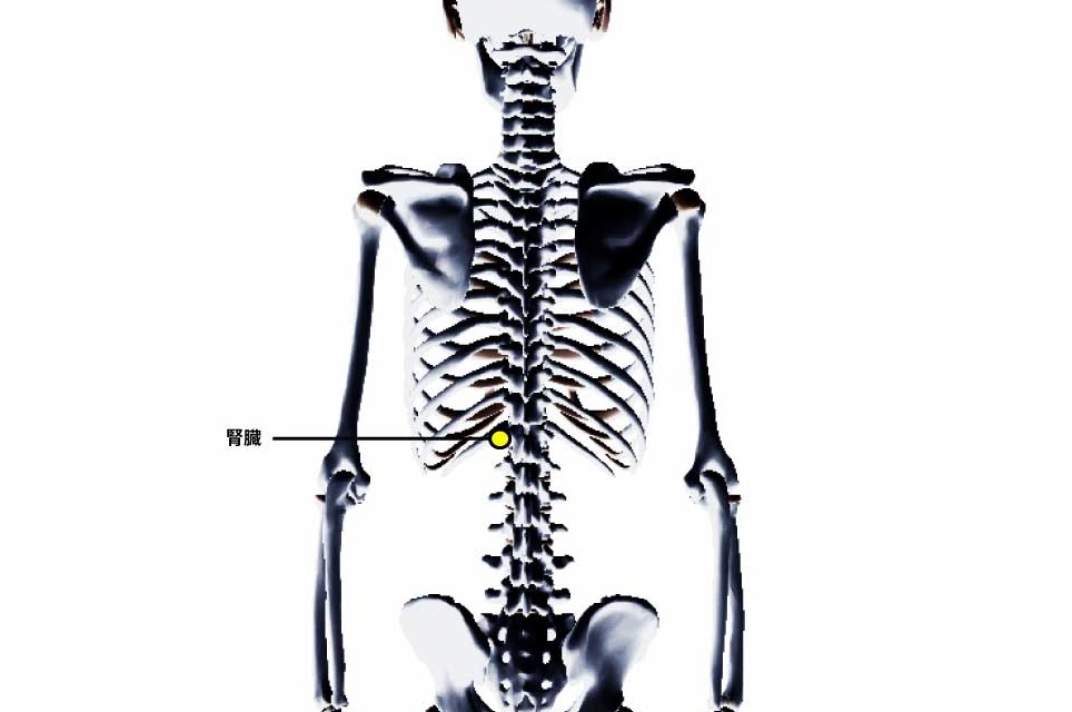 チャップマンの反射点治療｜内蔵マニピュレーション｜腎臓