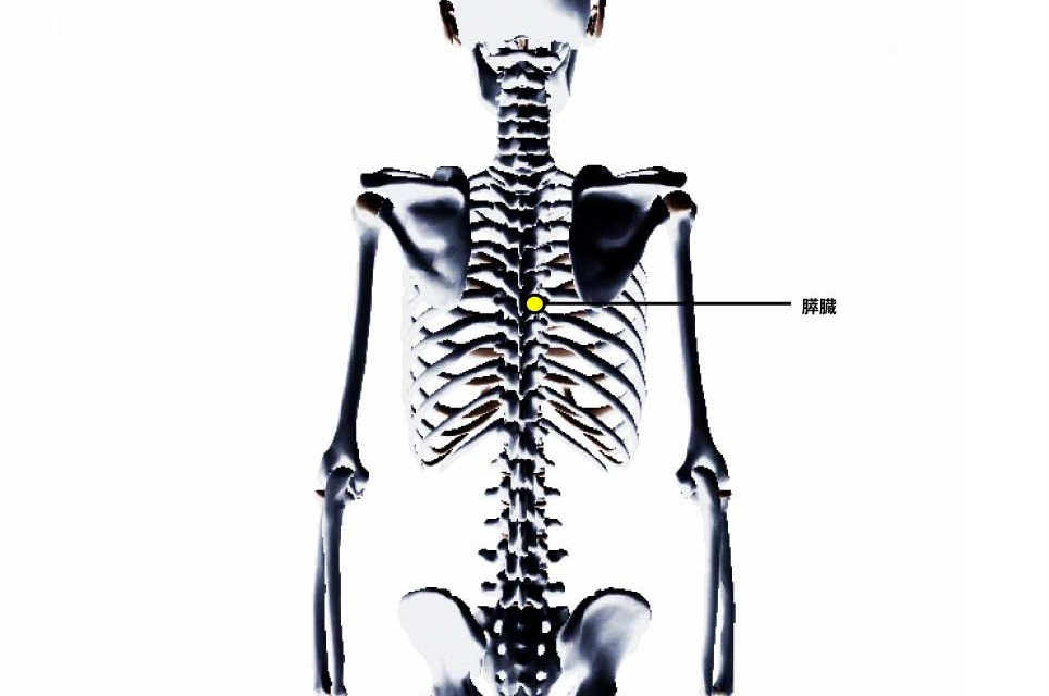 チャップマンの反射点治療｜内蔵マニピュレーション｜膵臓