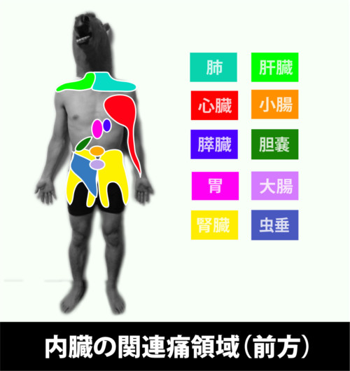内臓の痛み｜前方｜関連痛領域