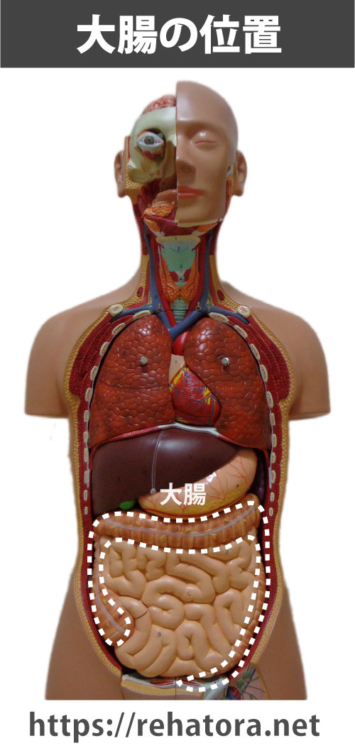 大腸の位置