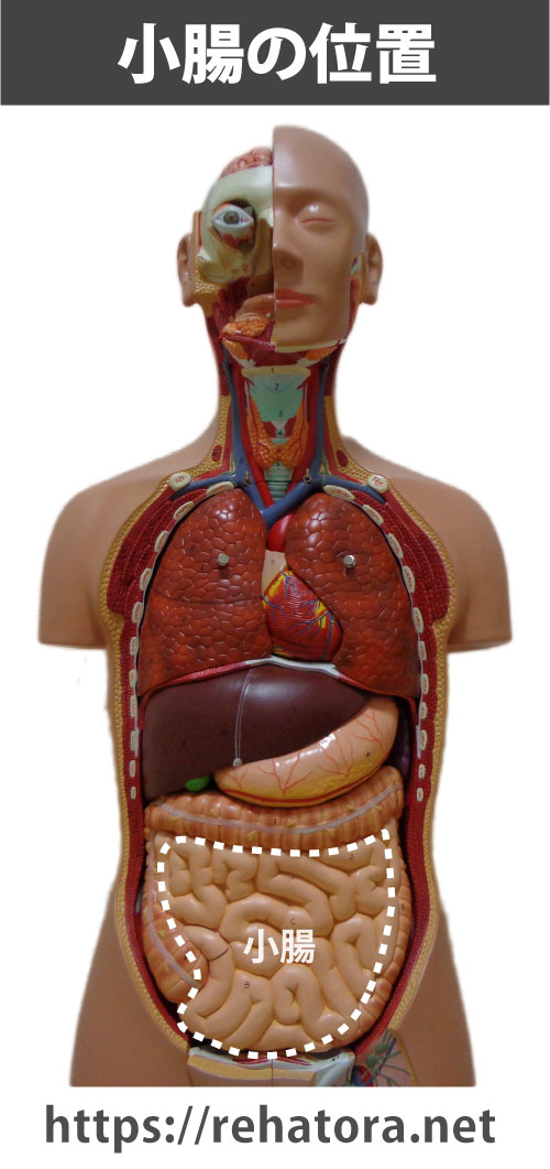 小腸の位置