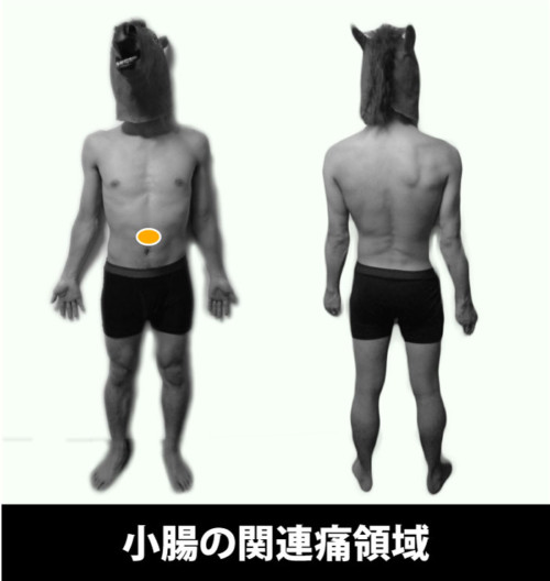 小腸の痛み｜関連痛領域