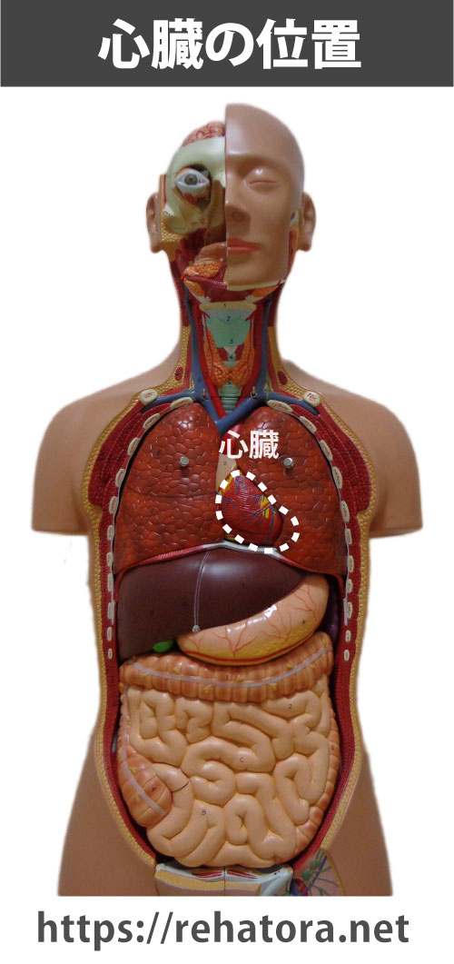 心臓の位置