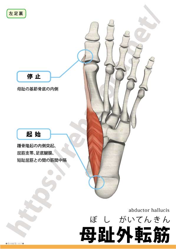 母趾外転筋の起始停止