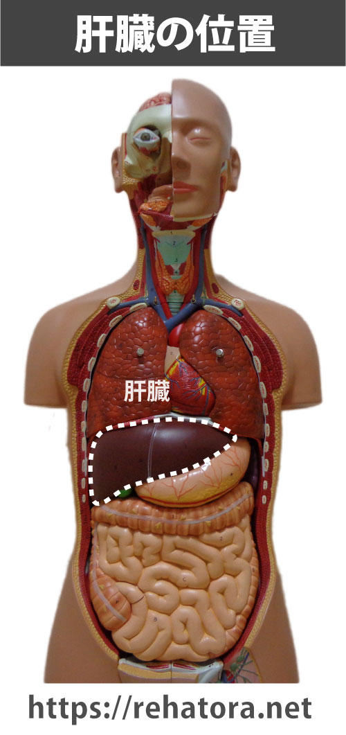 肝臓の位置