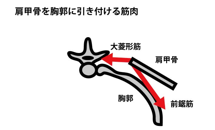 肩甲骨を胸郭に引き付ける筋肉①