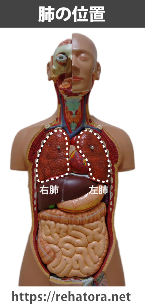 肺の位置