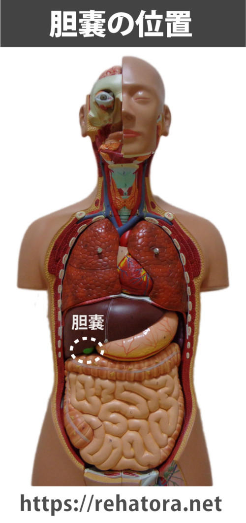 胆嚢の位置