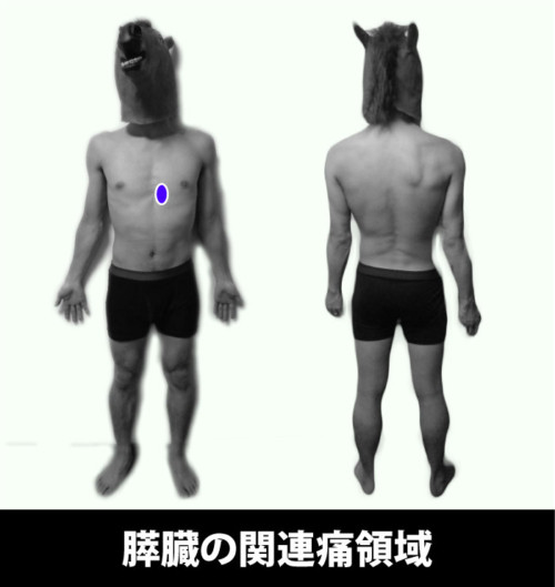 膵臓の関連痛領域