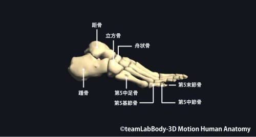 足根骨外側面