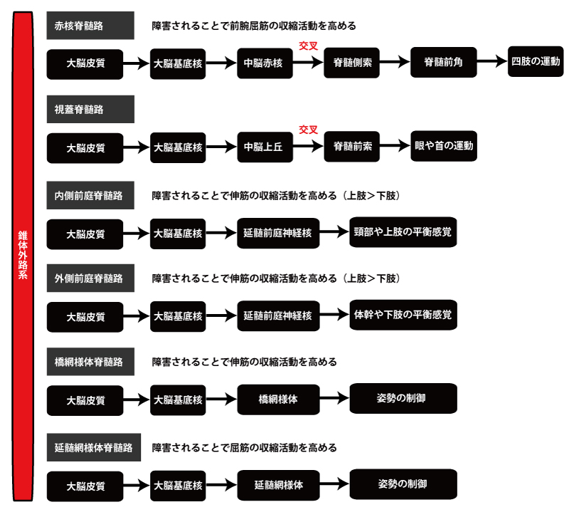 錐体外路｜経路｜伝導路
