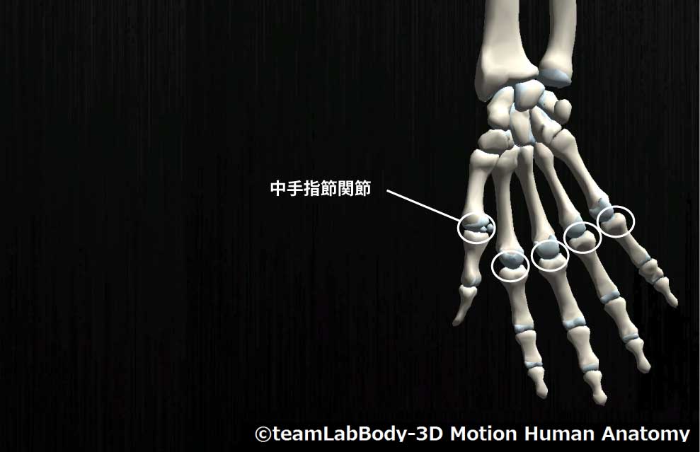 中手指節関節
