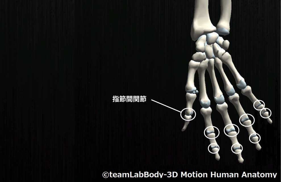 指節間関節