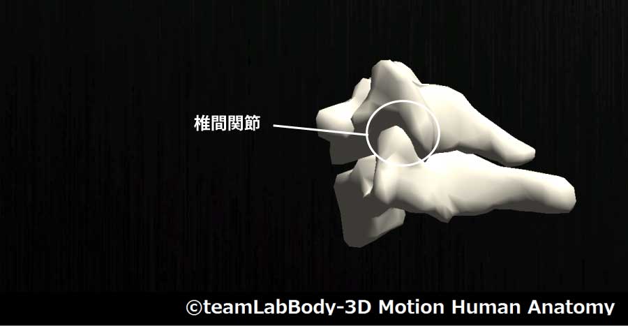 椎間関節②