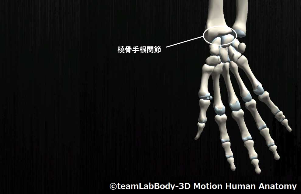 橈骨手根関節