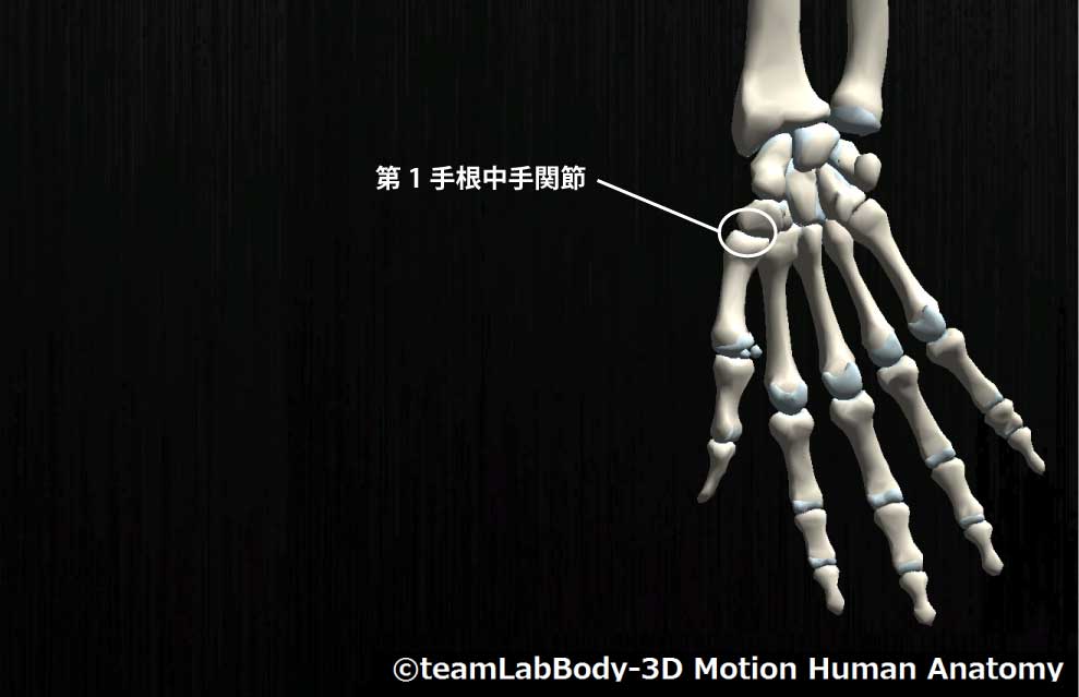 第1手根中手関節