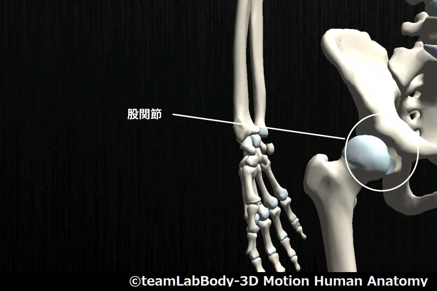 股関節 (2)