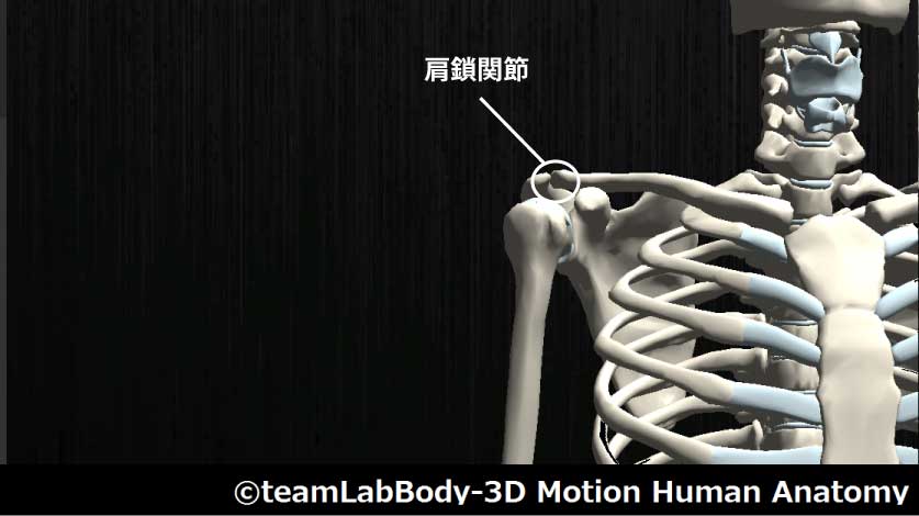 肩鎖関節