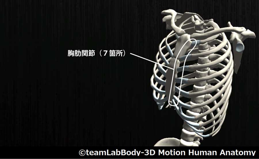 胸肋関節