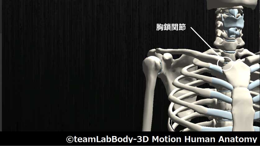 胸鎖関節