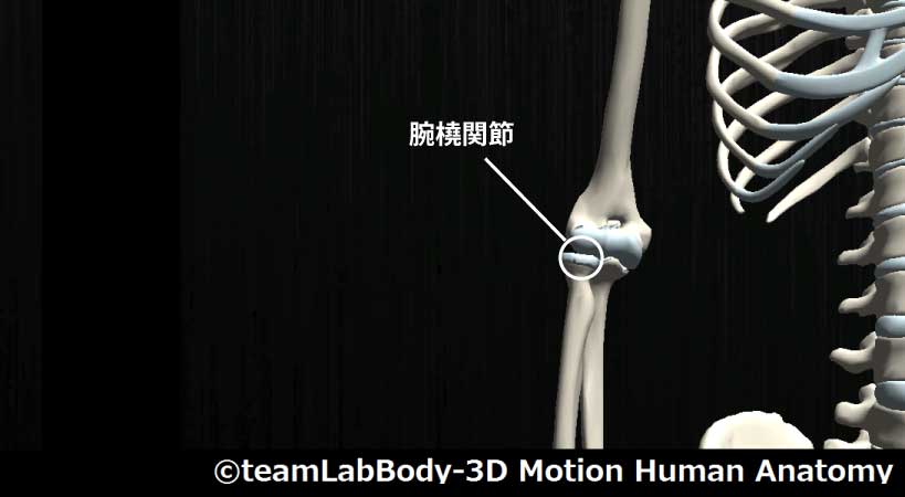 腕橈関節