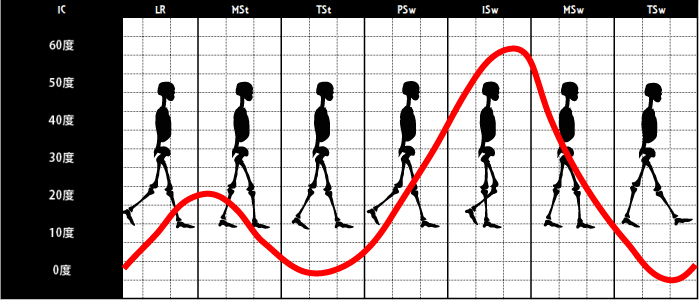 膝関節の角度｜正常歩行②
