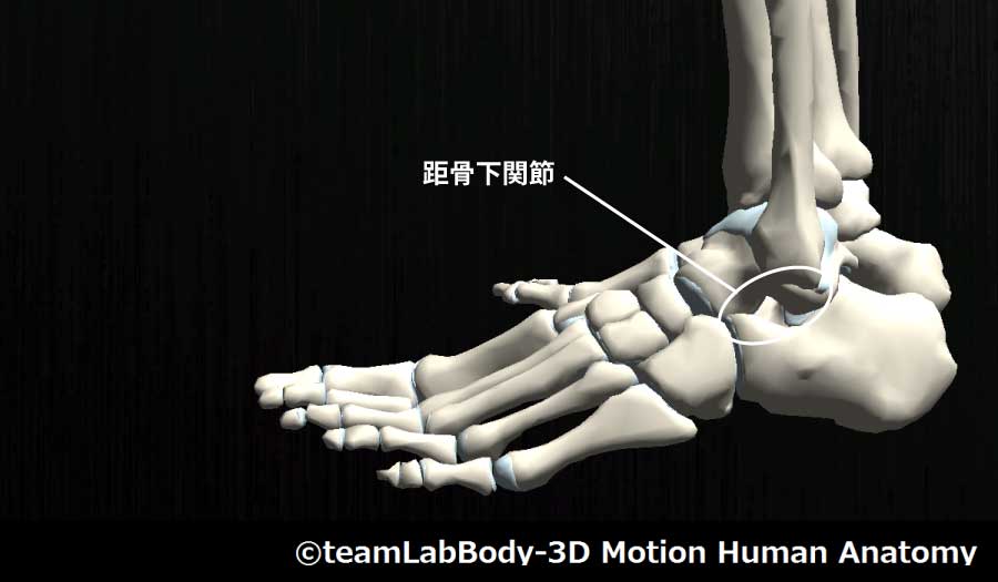距骨下関節