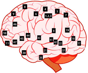 ブロードマン脳地図