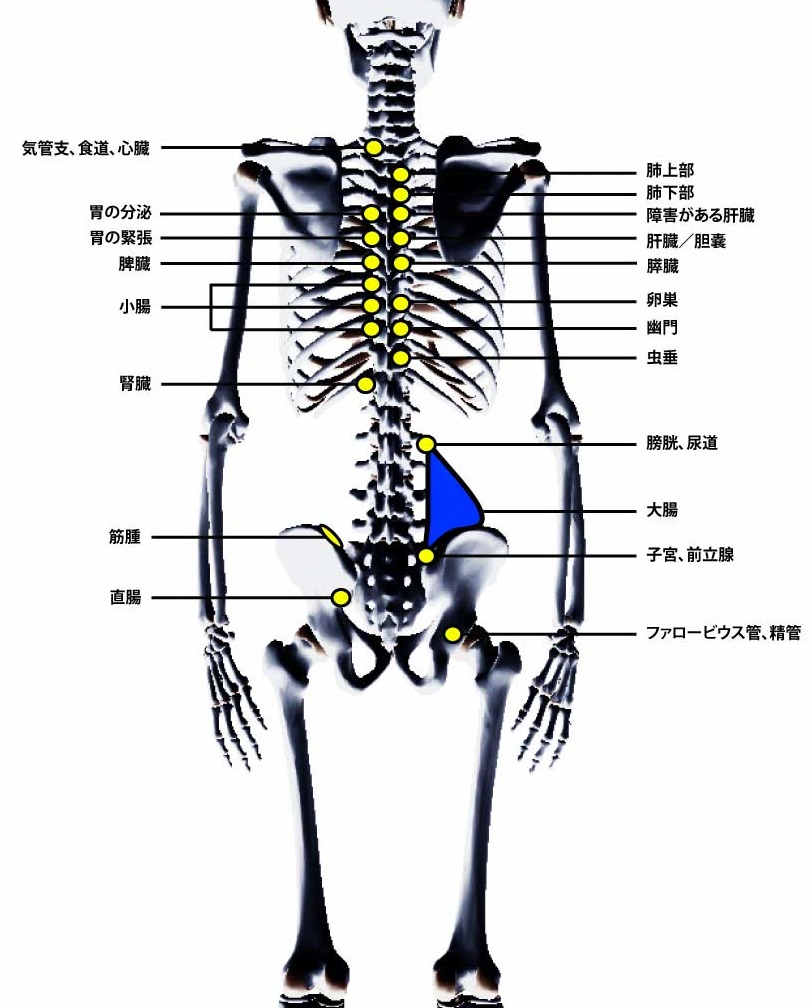 内臓の位置と痛みの場所について図で解説