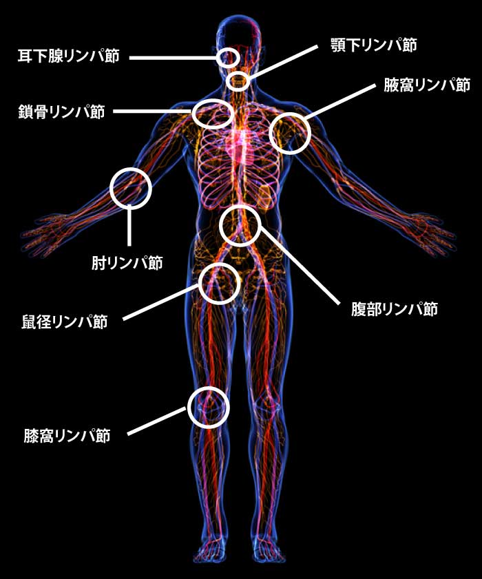 リンパ経路｜リンパ節