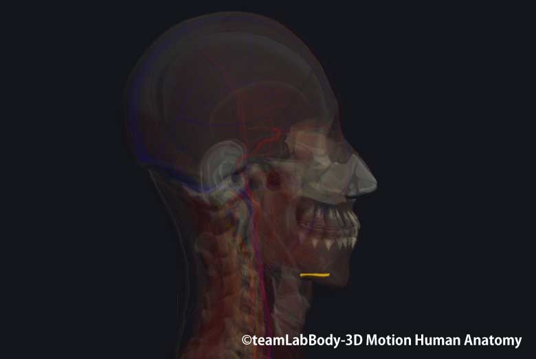 オトガイ舌骨筋