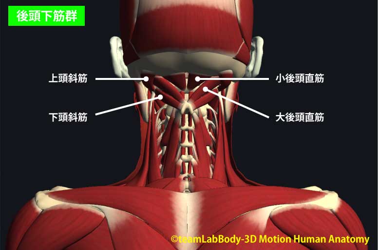 後頭下筋群