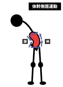 皮膚運動学と体幹側屈運動