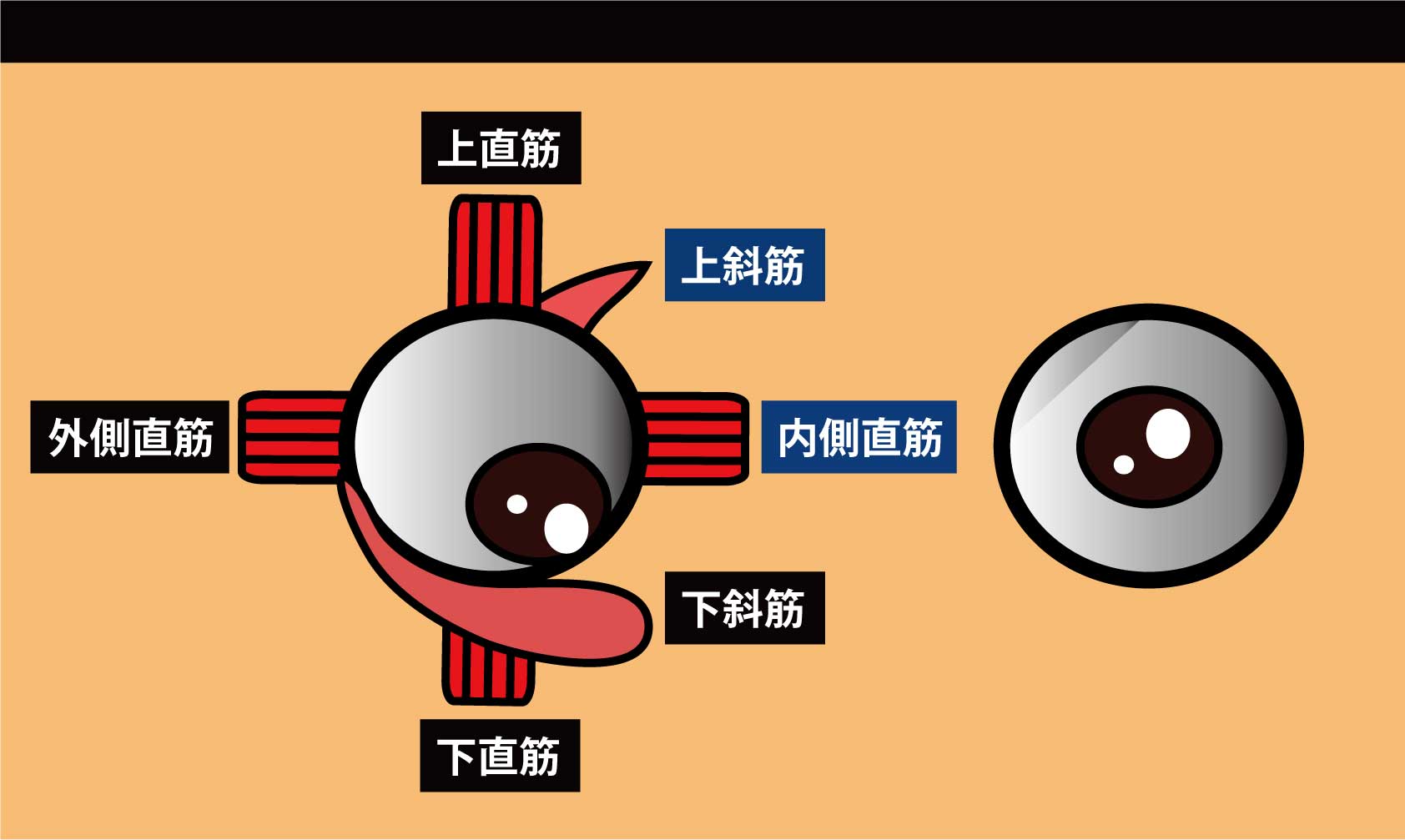 眼の筋｜上斜筋,内側直筋